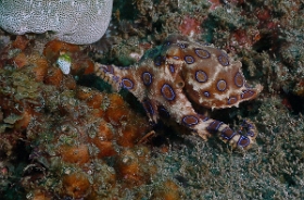 Bali 2016 - Blue ringed Octopus - Poulpe a anneaux bleus - Hapalochlaena maculosa - IMG_6069_rc